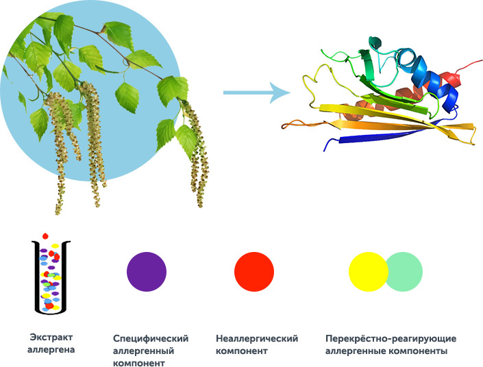 Аллерген березы. Аллергенные компоненты. Молекулярная аллергодиагностика IMMUNOCAP.. Составные компоненты аллергенов. Аллерген молекула.